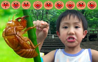 【夏休み】セミの抜け殻を発見!! 大興奮の4歳のトレーシーと2歳のスティーブ ★Discover the cicada's shell★