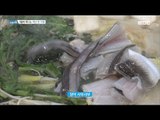 [Live Tonight] 생방송 오늘저녁 559회 - Masan has an eel Shabu-shabu 20170313