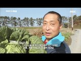 [MBC Documetary Special] - 배추 농사를 짓는 귀농 1년 차의 창덕 씨 20170313
