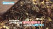 [Happyday]Stockfish recipe 꿀 TIP 건어물 이렇게 요리해라![기분 좋은 날] 20170210