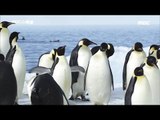[MBC Documetary Special] - 남극 보호구역 케이프 와싱턴으로 돌아오는 황제펭귄 20170227