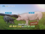 [Live Tonight] 생방송 오늘저녁 387회 - cross-bred black pig in jeju island! 20160622