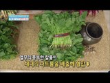 [Happyday] Healthy food : A young radish 여름 보약! '열무'의 효능 [기분 좋은 날] 20160622
