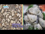 [Happyday] Healthy food : oyster 스태미나 최강자! '굴'의 효능 [기분 좋은 날] 20161017