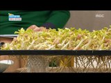 [Happyday] Healthy food : peanut 전립선 질환 해방! '새싹 땅콩' 집에서 키우기! [기분 좋은 날] 20161104