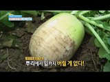 [Happyday] How to choose a good radish 꿀TIP, 최고의 '가을 무' 고르는 비법! [기분 좋은 날] 20161101