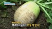 [Happyday] How to choose a good radish 꿀TIP, 최고의 '가을 무' 고르는 비법! [기분 좋은 날] 20161101