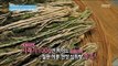 [Happyday] Healthy food : dried radish greens 천하무적! 환절기 보약 '시래기' [기분 좋은 날] 20161109