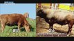 [Live Tonight] 생방송 오늘저녁 363회 - A lost native cattle, striped ox! 20160519