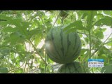 [Morning Show] Healthy food : Small fruit 미세먼지 씻어내는 '미니 과일'[생방송 오늘 아침] 20160530