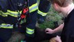 Firefighters Revive Lifeless Dog Rescued from Burning Home