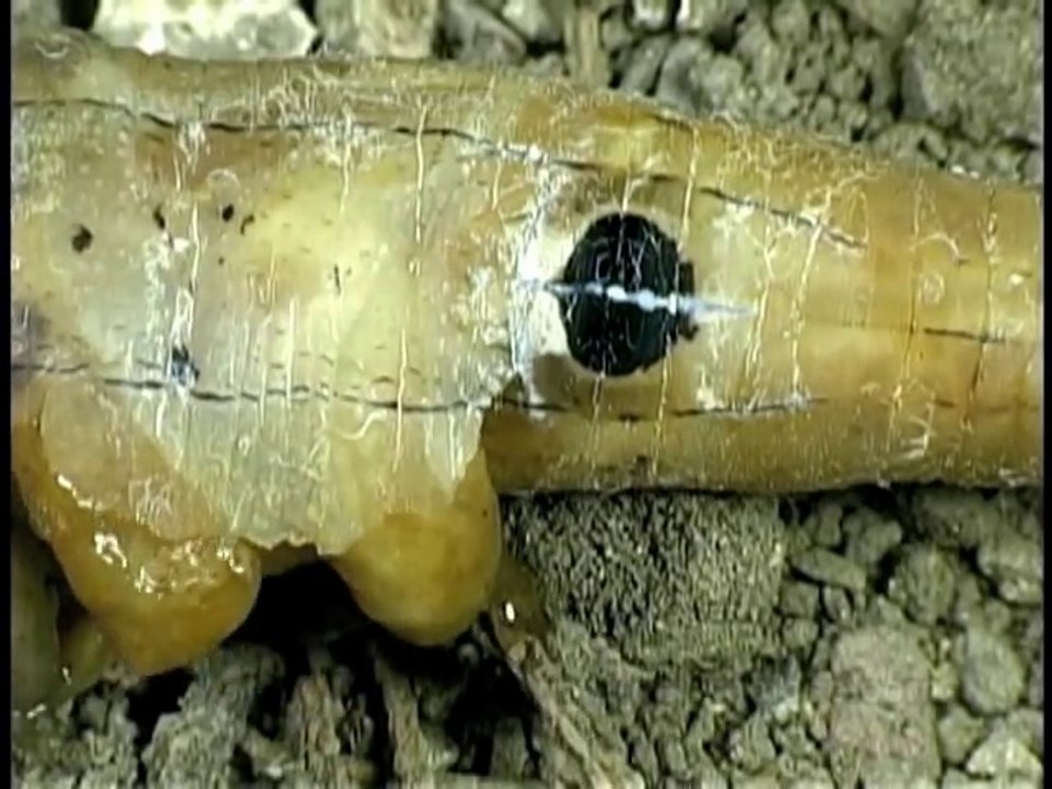 Cette chenille va etre dévorée de l'interieur par des larves de mouches... Nature cruelle