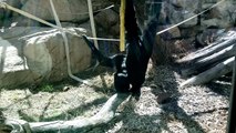 Siamang Monkeys Mating Hoped to Hear Kids Crack Me Up... It Was Dad Instead