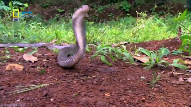 Những sinh vật nguy hiểm nhất Châu Á Thái Bình Dương - Thiên nhiên hoang dã full HD Thuyết minh