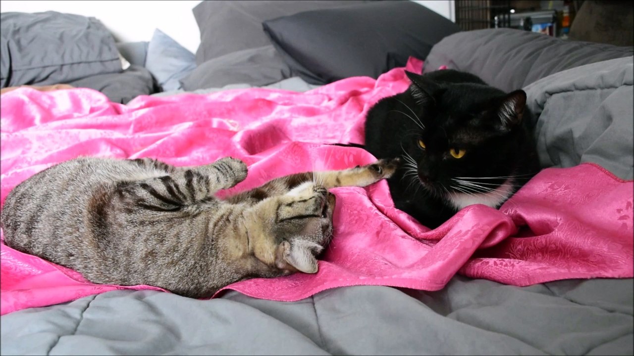 Daya wants to play But Haquille wants to sleep. - เดญ่าอยากจะเล่น แต่ฮาคิลอยากจะนอน