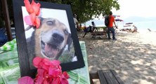 Animal lovers unhappy with Penang city council’s mishandling of dogs