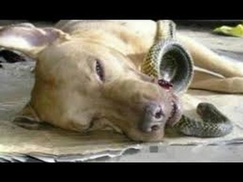 「犬感動実話」泣けるほど忠誠心に富み、勇敢な犬の話・犬の素晴らしいところ見せる動画
