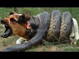 「犬衝撃」日本では見られない犬と毒蛇の戦い