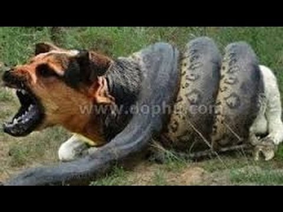 「犬衝撃」日本では見られない犬と毒蛇の戦い