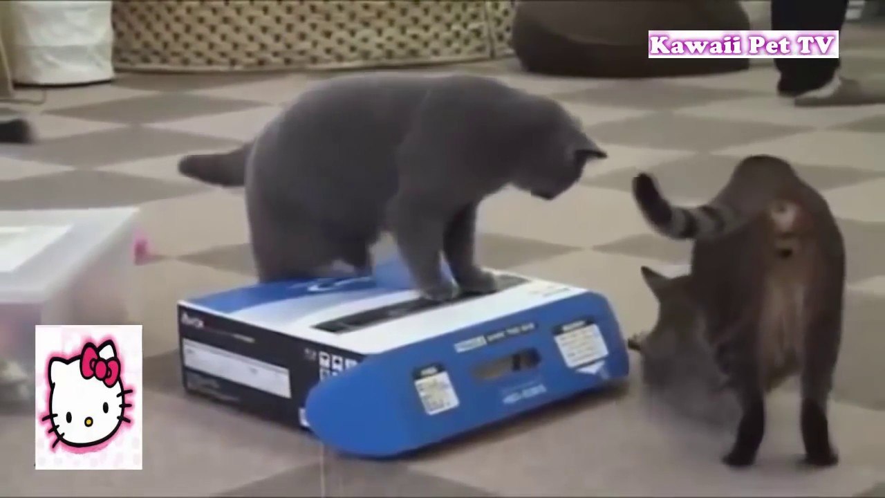 「爆笑動物」おもしろ動物たちがイタズラしたらどうなるか？一瞬で笑っちゃう
