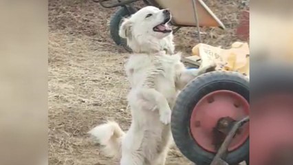 [영상] 손수레 바퀴로 체력 단련...'메리는 오늘도 운동 중' / YTN