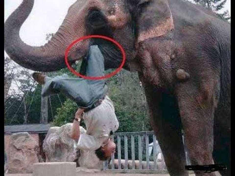 25 Elephant Attacking Videos Caught On Camera 2018