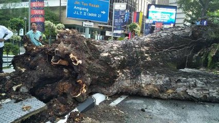 Tree falls near KLCC, two hurt