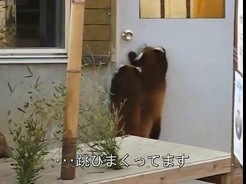 Ces pandas.. sont rouges !!