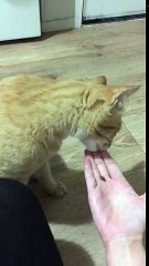 Ce chat ne voit pas la croquette sous ses yeux dans la main !