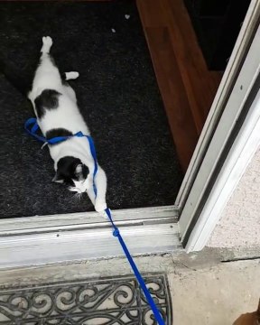 Ce chat retient le chien par la laisse avant la balade !