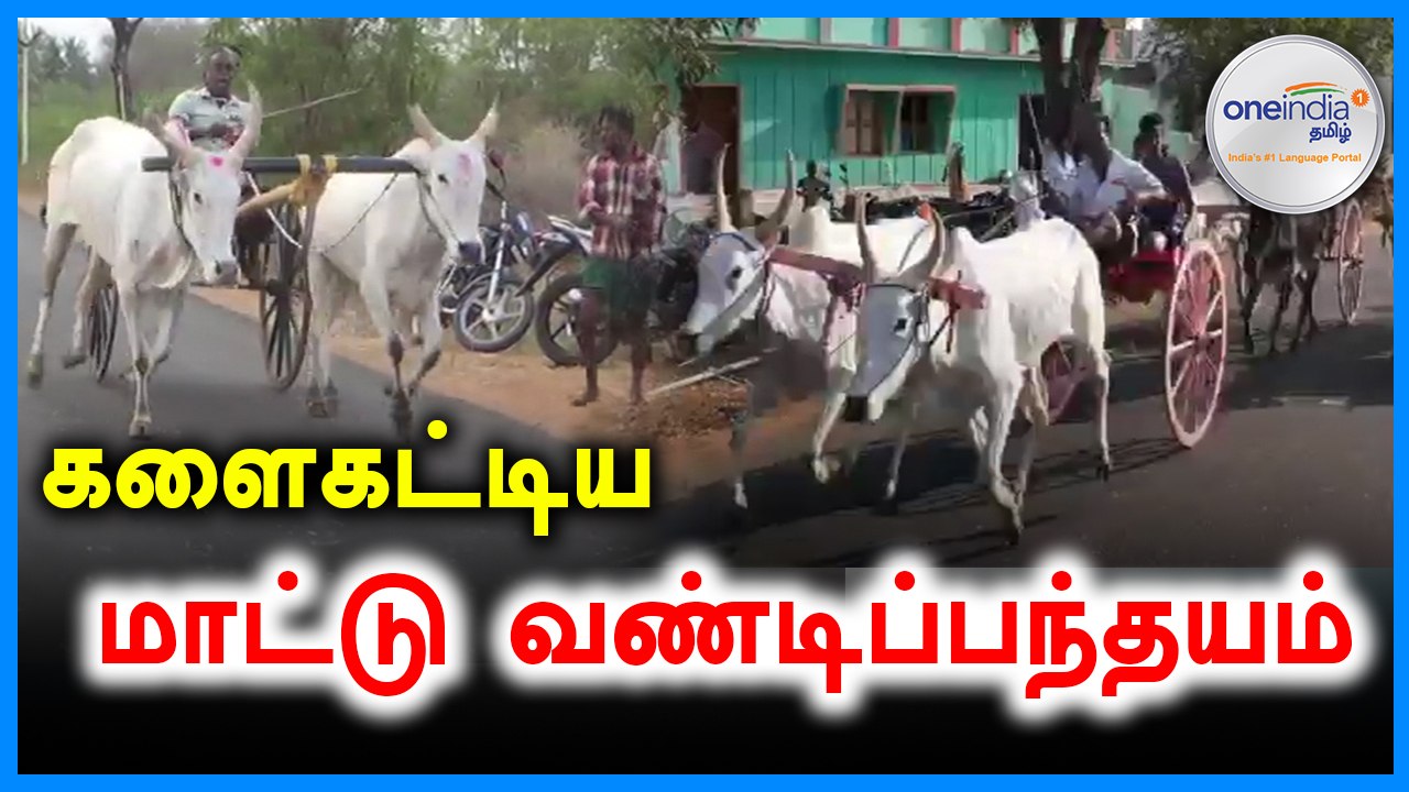 களைகட்டிய மாட்டு வண்டிப்பந்தயம்- வீடியோ