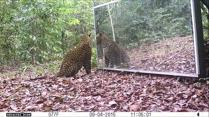 Leoparın ayna ile olan imtihanı