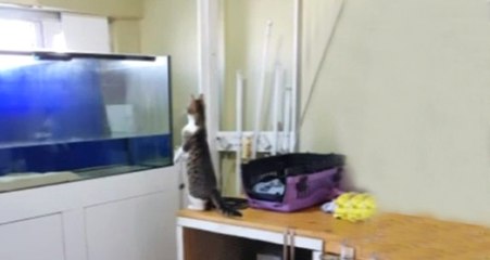Sinen Peşinde Koşan Yavru Kedi Akvaryumun Dibini Boyladı