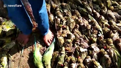 Severe hailstorm kills 460 parrots after battering tree in India