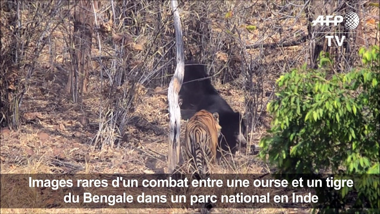 Rare affrontement entre un ours et un tigre du Bengale en Inde