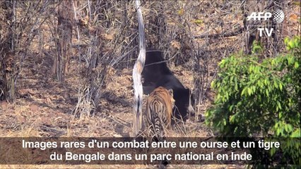 Rare affrontement entre un ours et un tigre du Bengale en Inde