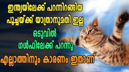 ഗൾഫിൽ നിന്നും ഇന്ത്യയിൽ എത്തിയ പൂച്ചയെ തിരിച്ചയച്ചു, കാരണം ഇതാണ് | Oneindia Malayalam