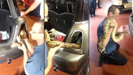 Un serpent dans un mini-cooper