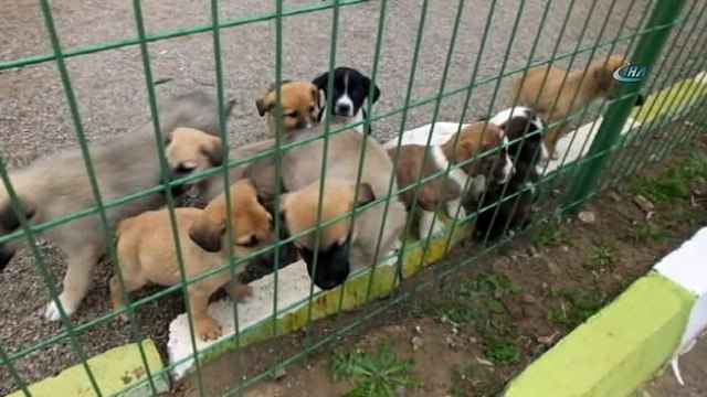 Öksüz kalan yavru köpeklere başka köpek süt anne oldu