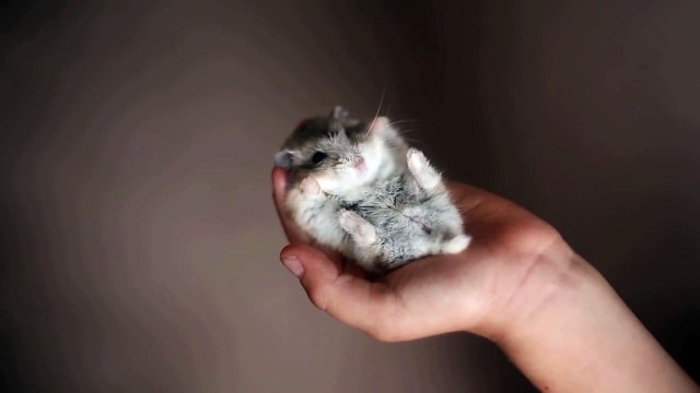 Un hamster agite ses petites pattes... trop mignon