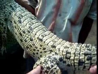 Touche croco