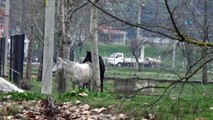 Tunca Nehri’nde 'turuncu' alarm... Nehir taştı, atlar Er Meydanı’nda mahsur kaldı