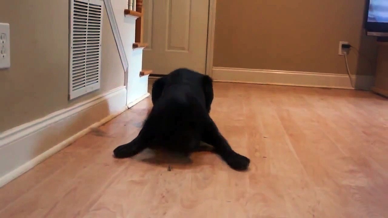 Cafard VS chien : la grosse bête a peur de la petite