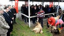 Kabadüz’de Mehmetçikler için kurban kesildi