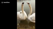 Swans' amazing synchronized mating ritual caught on camera