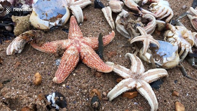 Thousands of dead starfish wash up on UK beach
