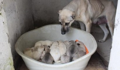 Anneleri zehirlenen 6 yavruya süt anne bulundu