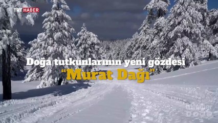 Doğa tutkunlarının yeni gözdesi Murat Dağı