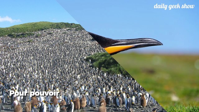 L’une des plus grandes colonies de manchots Adélie découverte en Antarctique