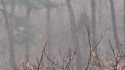 고마운 단비에 해갈...속초시 제한급수 6일부터 해제 / YTN
